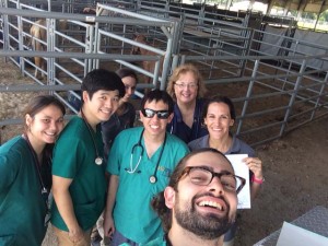 Shelter horse vet students